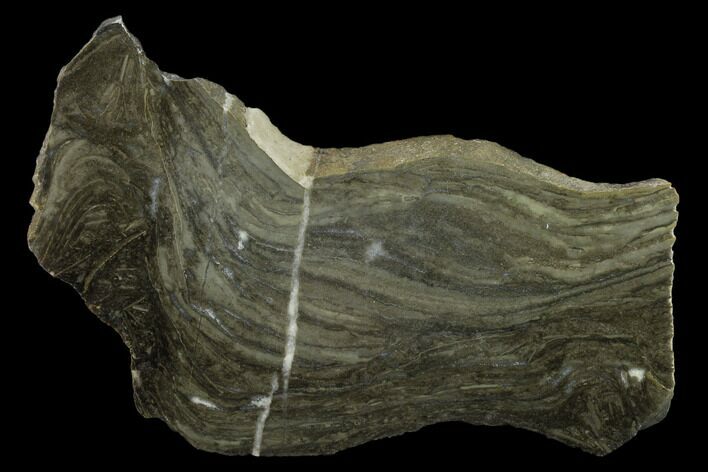 Polished Stromatolite (Kussiella) Slab - Billion Years #130628